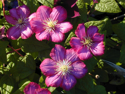 Clematis 'Ville de Lyon'
