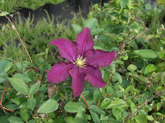 Westerplatte Clematis