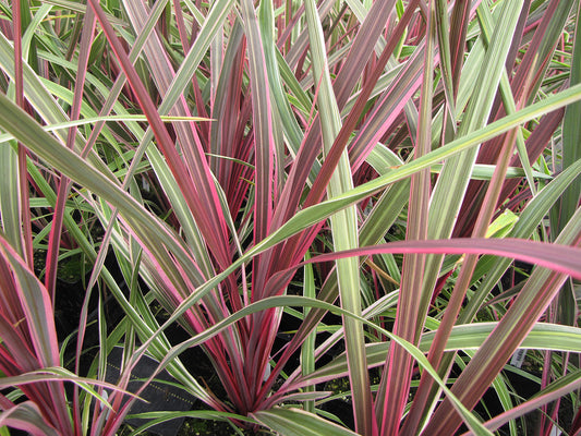 Can Can Cordyline
