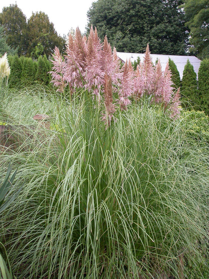 Cortaderia selloana Pampas Grass Pink Feather