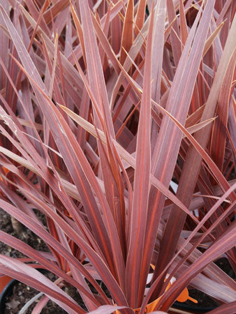 Cordyline Red Star Dracaena Palm