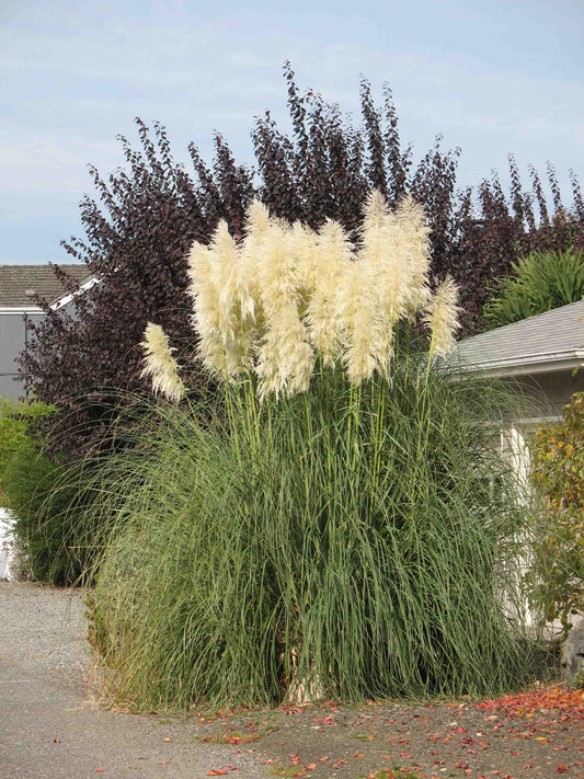 Pampas Grass White Feather