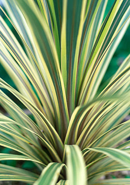 Torbay Dazzler Cordyline