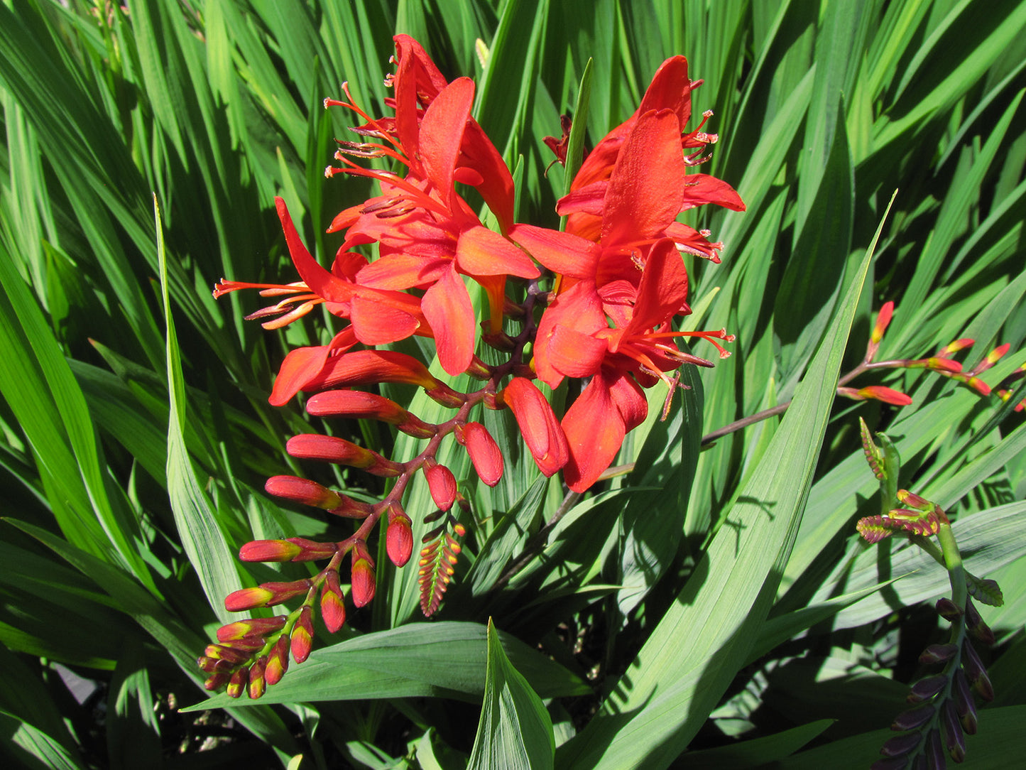 Lucifer Crocosmia