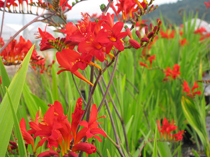 Lucifer Crocosmia