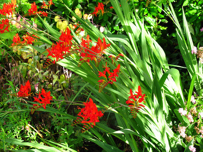Lucifer Crocosmia