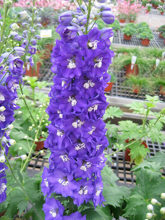 Larkspur Delphinium 'Aurora Deep Purple'