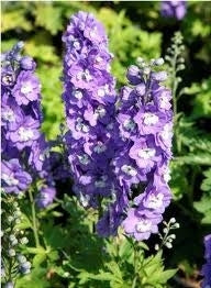 Larkspur Delphinium 'Aurora Lavender'