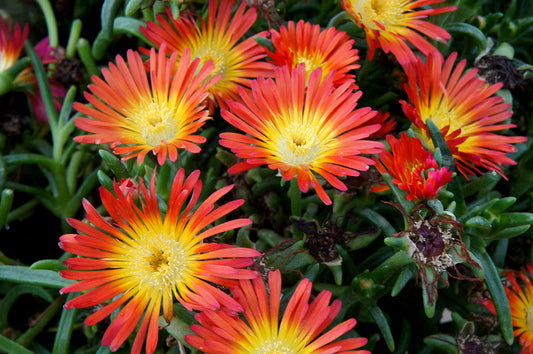 Wheels of Wonder® Fire Wonder Ice Plant