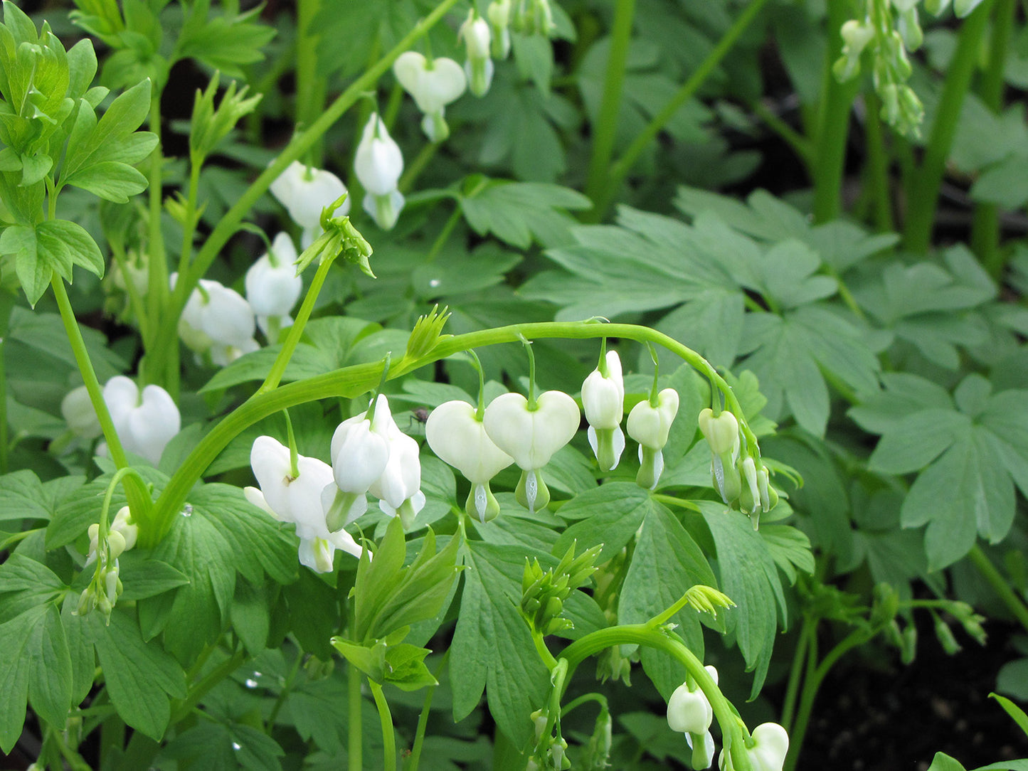 Old Fashioned Bleeding Heart 'Alba'