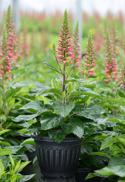 Digiplexis Illumination™ Flame