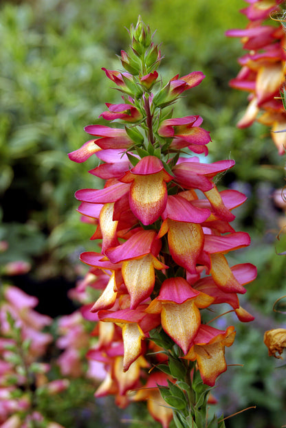 Digiplexis Illumination™ Flame