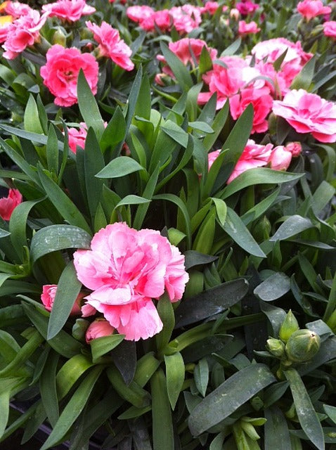 Dianthus Oscar® Pink