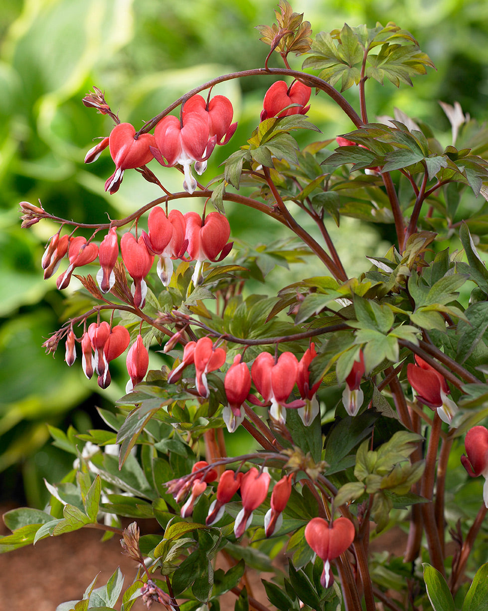 Valentine Bleeding Heart