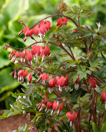 Valentine Bleeding Heart