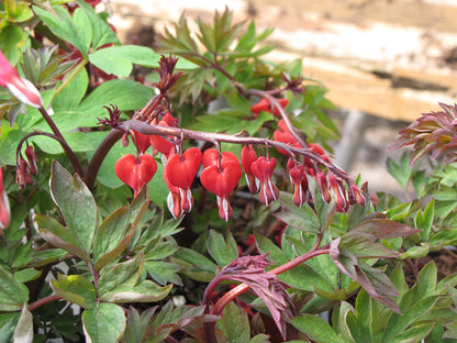 Valentine Bleeding Heart
