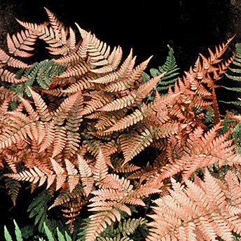 Brilliance Autumn Fern Dryopteris erythrosora