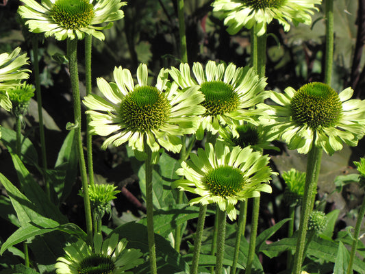Green Coneflower
