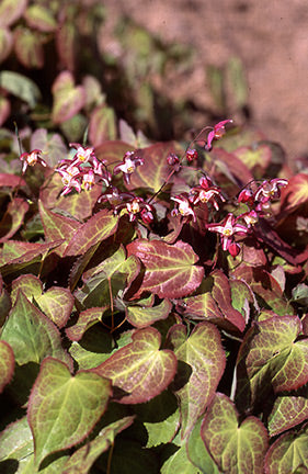 Epimedium rubrum Barrenwort
