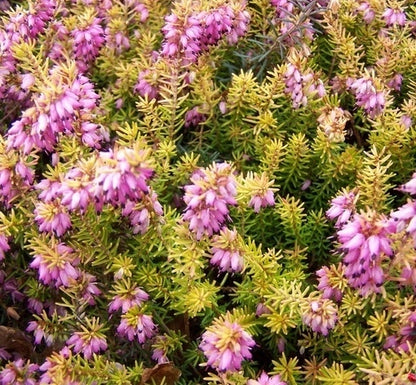 Eva Gold Heather