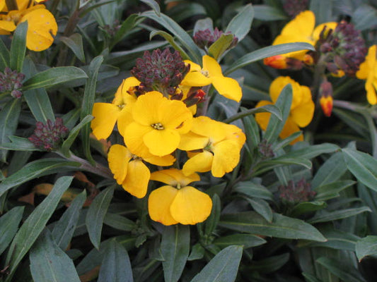 Erysimum 'Fragrant Sunshine' Shrubby Wallflower