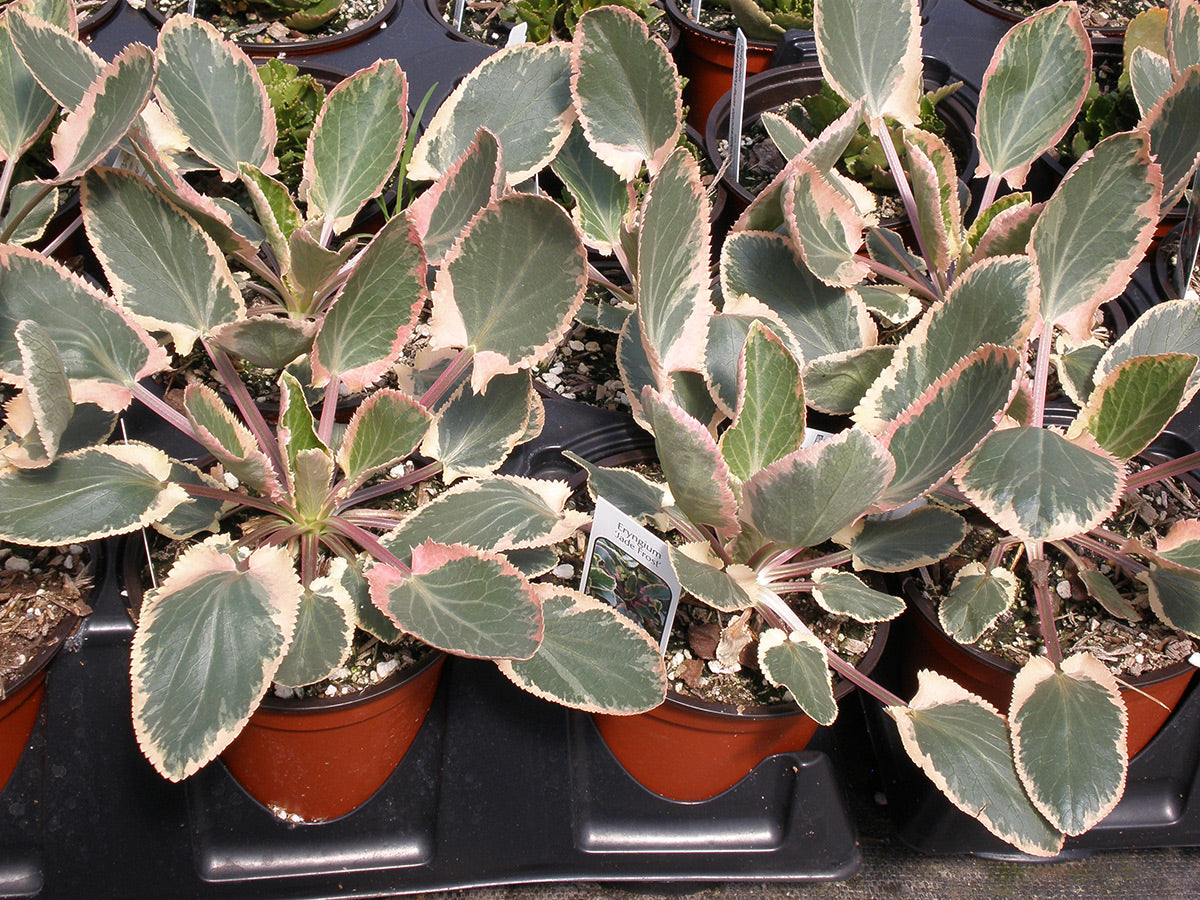 Sea Holly - Variegated