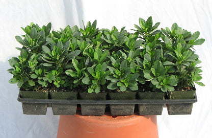 Euphorbia robbiae Mrs. Robb's Bonnet Spurge