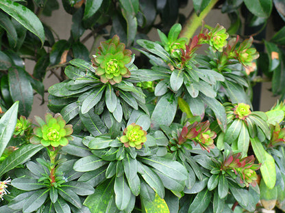 Euphorbia robbiae Mrs. Robb's Bonnet Spurge