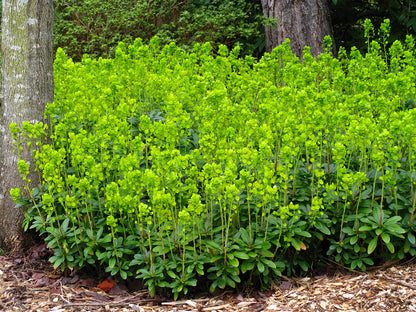Euphorbia robbiae Mrs. Robb's Bonnet Spurge