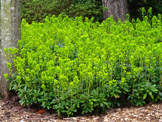Euphorbia robbiae Mrs. Robb's Bonnet Spurge