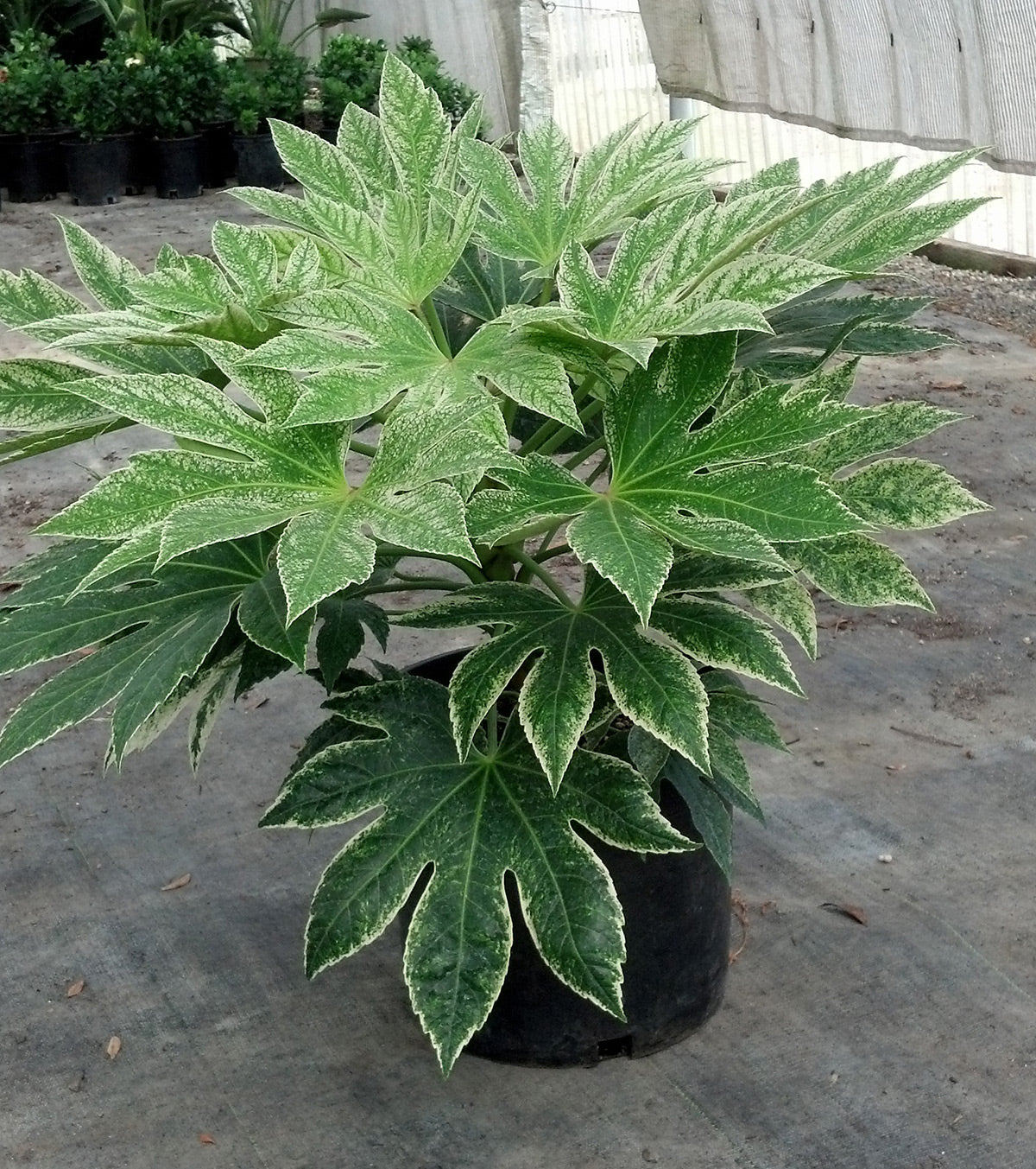 Variegated Japanese Aralia Fatsia 'Spiders Web'
