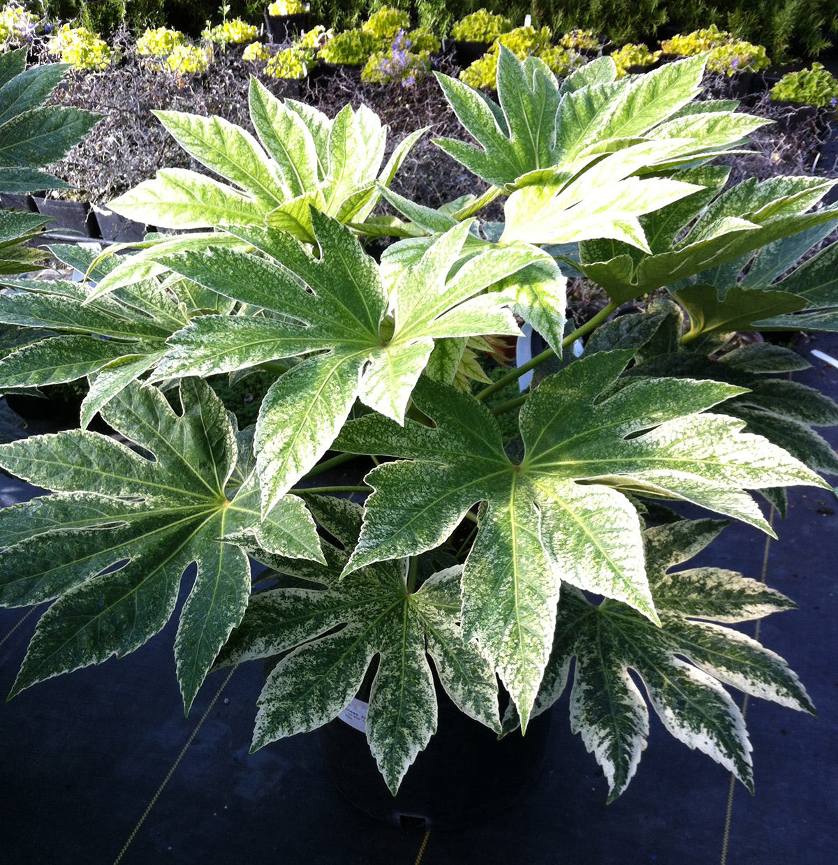 Variegated Japanese Aralia Fatsia 'Spiders Web'