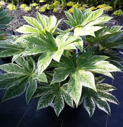 Variegated Japanese Aralia Fatsia 'Spiders Web'