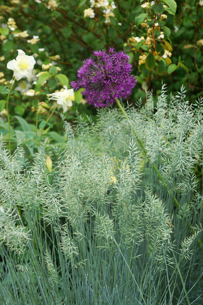 Blue Fescue