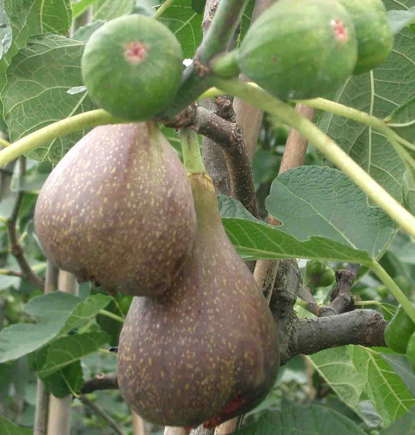 Desert King Fig