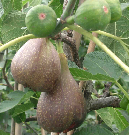 Desert King Fig