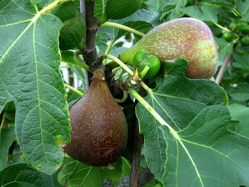 Olympian Fig
