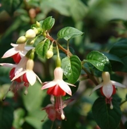 Hardy Fuchsia 'Galadriel'