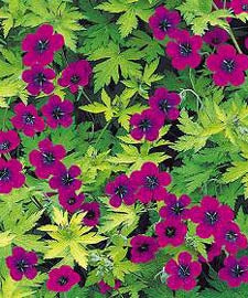 Geranium