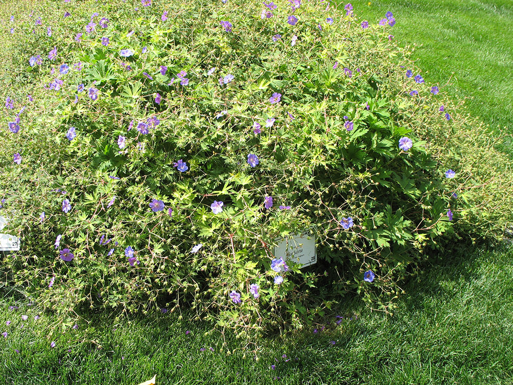 Blue Sunrise Cranesbill