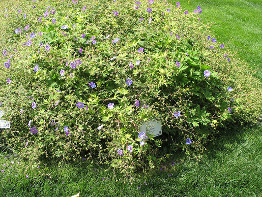 Blue Sunrise Cranesbill