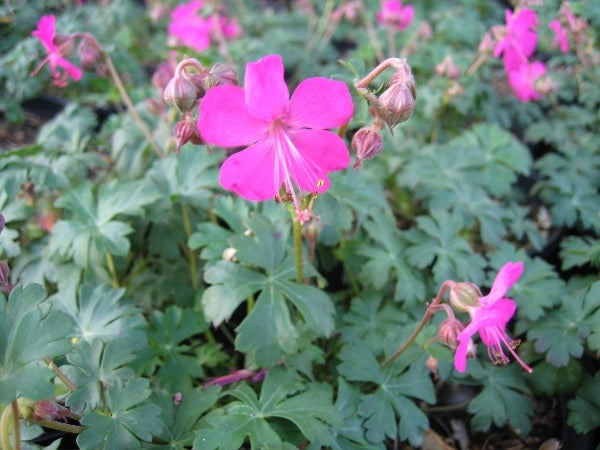 Crystal Rose Dwarf Cranesbill