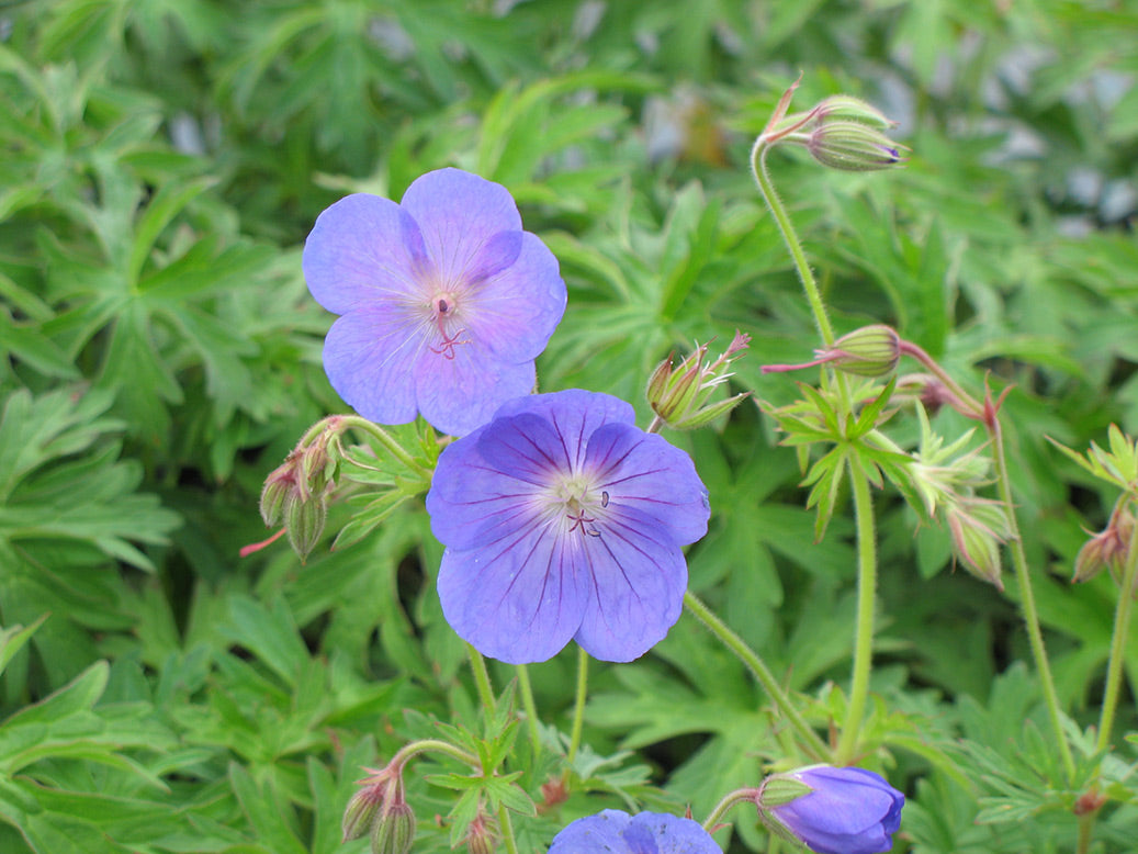 Johnson's Blue Cranesbill