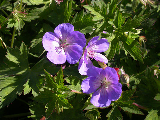 Rozanne Cranesbill