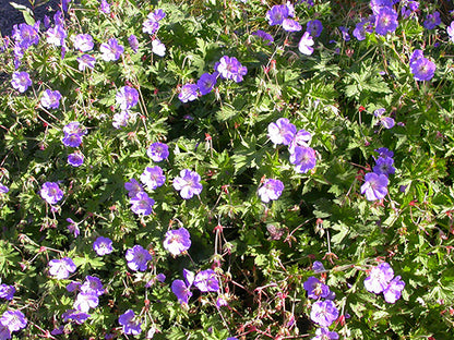 Rozanne Cranesbill