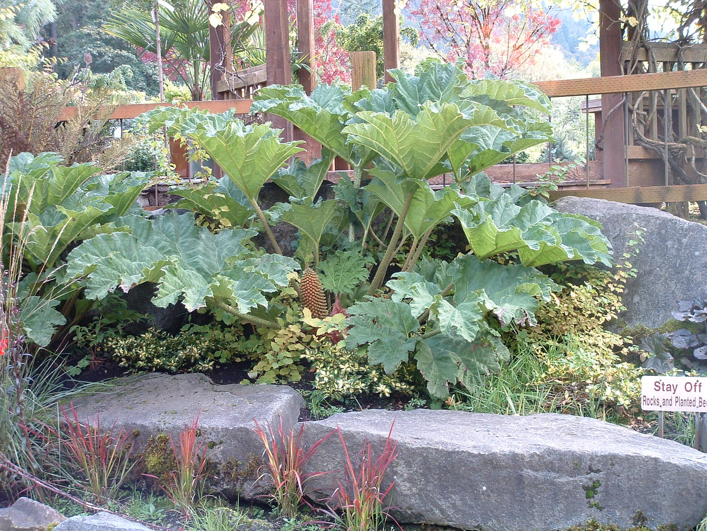 Dinosaur Food/Giant Rhubarb