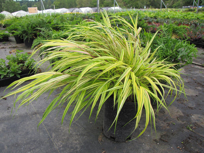 Japanese Forest Grass
