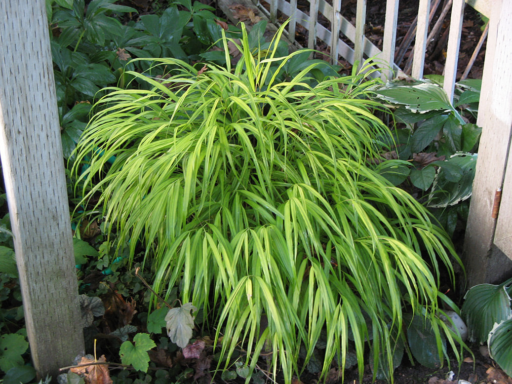 Japanese Forest Grass
