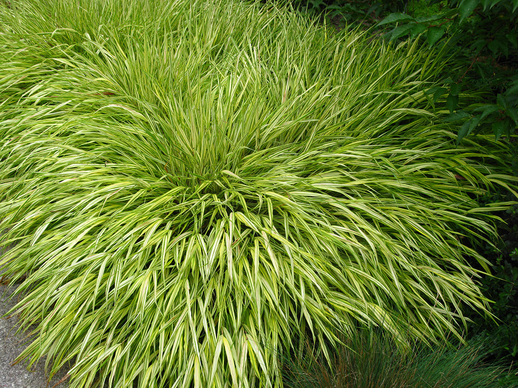 Japanese Forest Grass