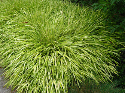 Japanese Forest Grass